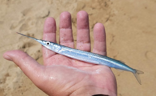 Acute halfbeak (Hyporhamphus acutus) — Hemiramphidae — 2