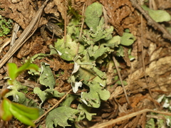 Cladonia turgida
