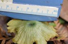 Entoloma rodwayi