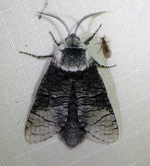 Acossus centerensis