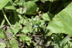 Veronica arvensis