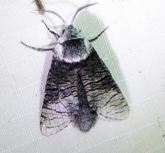 Acossus centerensis