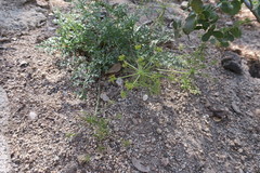 Tauschia parishii