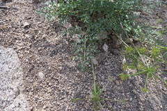 Tauschia parishii
