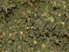 Protopannaria pezizoides