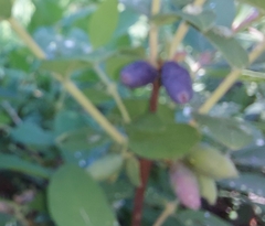 Lonicera caerulea