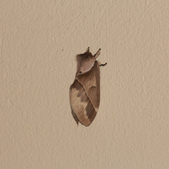 Pseudodirphia eumedide