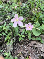 Phlox adsurgens