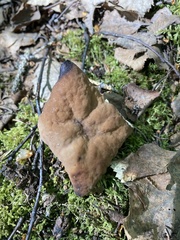 Gyromitra perlata