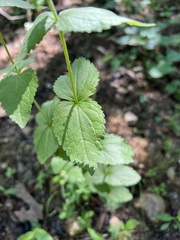 Eupatorium pubescens