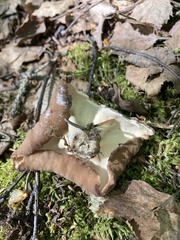 Gyromitra perlata