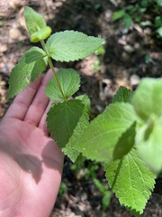 Eupatorium pubescens