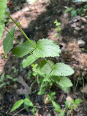Eupatorium pubescens