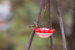 Selasphorus calliope