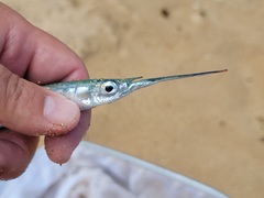 Hyporhamphus acutus