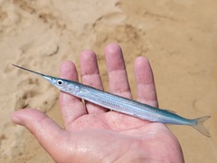 Hyporhamphus acutus