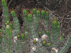 Euphorbia heptagona