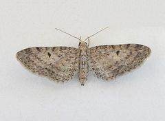 Eupithecia misturata