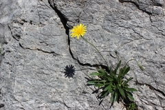 Leontodon tenuiflorus