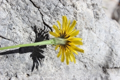 Leontodon tenuiflorus