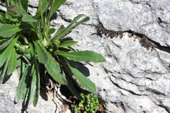 Leontodon tenuiflorus