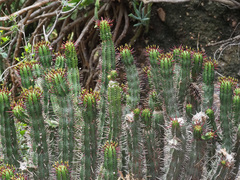 Euphorbia heptagona