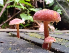 Gymnopilus dilepis