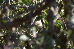Eremomela scotops