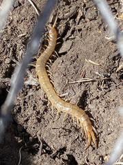 Scolopendra viridis