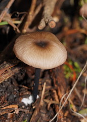 Entoloma albidocoeruleum