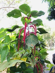 Acalypha monostachya