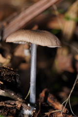 Entoloma albidocoeruleum