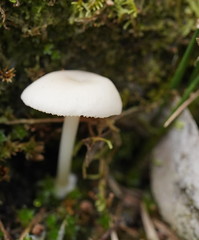 Entoloma albidosimulans