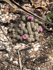 Mammillaria mazatlanensis