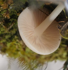 Entoloma albidosimulans
