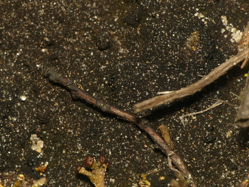 Placynthiella uliginosa, 2022-05-28