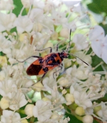 Corizus hyoscyami