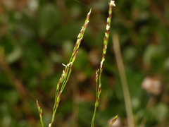 Piptatheropsis pungens