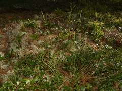 Piptatheropsis pungens