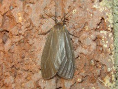Pagara simplex