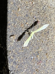 Hellinsia sulphureodactylus