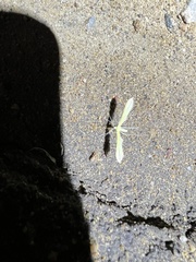 Hellinsia sulphureodactylus