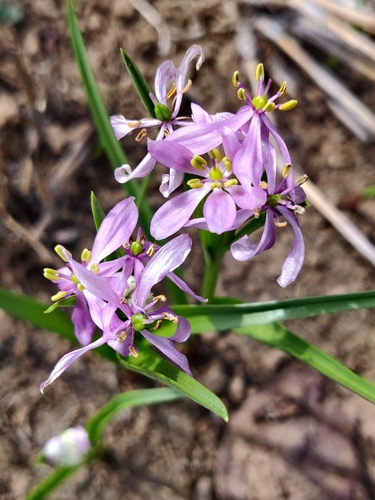 Ratnagiri grass lily (Iphigenia ratnagirica)