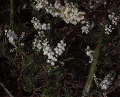 Polygonella americana