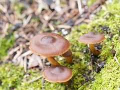 Cortinarius mastoideus