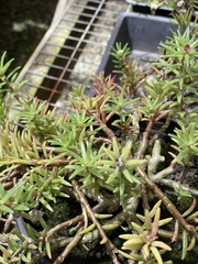 Portulaca sclerocarpa