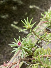 Portulaca sclerocarpa