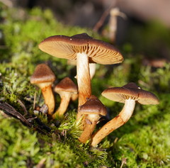 Cortinarius mastoideus