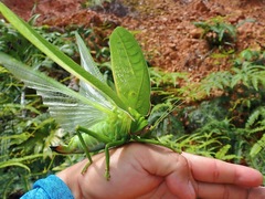 Pseudophyllus hercules