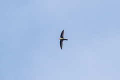 Aerodramus terraereginae
